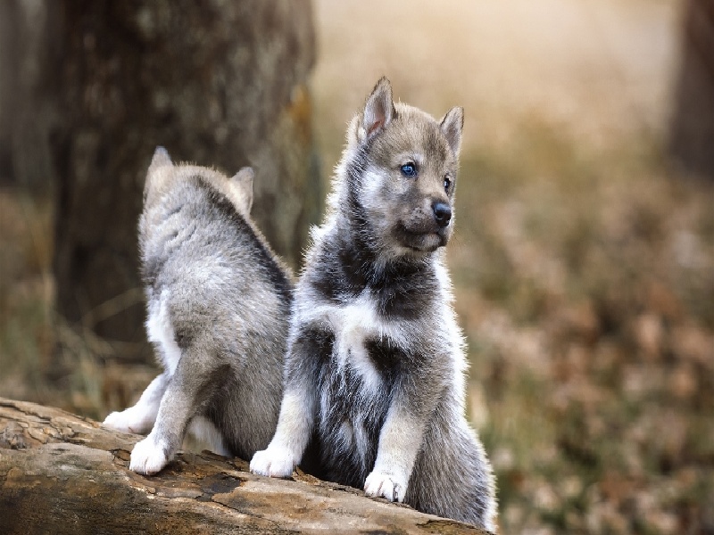 试管没有横放(关注试管孕妇图片)